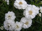 Gartenblumen Sneezewort, Sonnenbraut, Brideflower, Achillea ptarmica weiß Foto, Beschreibung und Anbau, wächst und Merkmale
