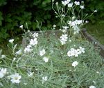 Tuin Bloemen Snow-In-Zomer, Cerastium wit foto, beschrijving en teelt, groeiend en karakteristieken