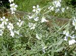 Tuin Bloemen Snow-In-Zomer, Cerastium wit foto, beschrijving en teelt, groeiend en karakteristieken