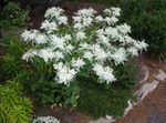 bláthanna gairdín Sneachta-Ar-An-Sliabh, Euphorbia marginata bán Photo, Cur síos agus saothrú, ag fás agus saintréithe