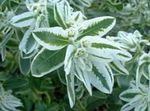 Zahradní květiny Snow-On-The-Mountain, Euphorbia marginata bílá fotografie, popis a kultivace, pěstování a charakteristiky