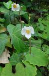 Παπαρούνα Χιόνι, Κινέζικο Bloodroot