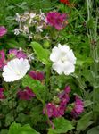 λευκό λουλούδι Snowcup, Ώθησε Anoda, Άγρια ​​βαμβάκι χαρακτηριστικά και φωτογραφία