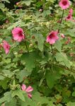 Flores do Jardim Snowcup, Anoda Estimulado, Algodão Selvagem, Anoda cristata rosa foto, descrição e cultivo, crescente e características