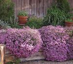 Trädgårdsblommor Soapwort, Saponaria rosa Fil, beskrivning och uppodling, odling och egenskaper