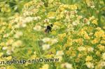 Sodo Gėlės Solidaster geltonas Nuotrauka, aprašymas ir auginimas, augantis ir charakteristikos