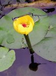 Kerti Virágok Dél Spatterdock, Sárga Tó Liliom, Sárga Tehén Liliom, Nuphar sárga fénykép, leírás és termesztés, növekvő és jellemzők