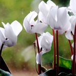 Zahradní květiny Zasít Chleba Hardy Brambořík, Cyclamen bílá fotografie, popis a kultivace, pěstování a charakteristiky