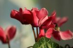 Tuin Bloemen Zaaien Brood, Winterharde Cyclamen rood foto, beschrijving en teelt, groeiend en karakteristieken