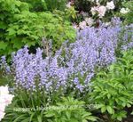 Hage blomster Spansk Blåklokke, Tre Hyacinth, Endymion hispanicus, Hyacinthoides hispanica lyse blå Bilde, beskrivelse og dyrking, voksende og kjennetegn