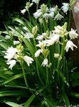 Zahradní květiny Španělština Bluebell, Dříví Hyacint, Endymion hispanicus, Hyacinthoides hispanica bílá fotografie, popis a kultivace, pěstování a charakteristiky