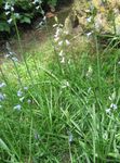 light blue Flower Spanish Hyacinth characteristics and Photo