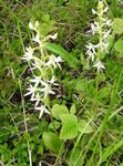 Orquídea Especies, Menor Orquídea Mariposa, Platanthera Dos Hojas-