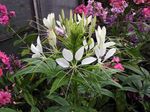 Spider Flower, Spider Legs, Grandfather's Whiskers, Cleome white Photo, description and cultivation, growing and characteristics