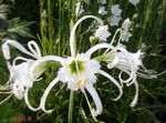 Garden Flowers Spider Lily, Ismene, Sea Daffodil, Hymenocallis white Photo, description and cultivation, growing and characteristics