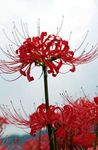 Have Blomster Spider Lily, Overraskelse Lilje, Lycoris rød Foto, beskrivelse og dyrkning, voksende og egenskaber