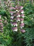 Garden Flowers Spiny bear's breeches, Acanthus burgundy Photo, description and cultivation, growing and characteristics
