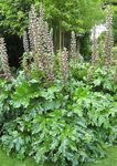 Garden Flowers Spiny bear's breeches, Acanthus white Photo, description and cultivation, growing and characteristics