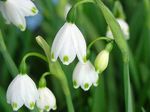 Pomlad Snežinka, St. Cvet Agnes, Leucojum bela fotografija, opis in gojenje, rast in značilnosti