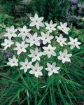 I fiori da giardino Primavera Starflower, Ipheion bianco foto, descrizione e la lavorazione, la coltivazione e caratteristiche