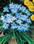 Have Blomster Foråret Starflower, Ipheion lyseblå Foto, beskrivelse og dyrkning, voksende og egenskaber