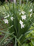 St Bruno's Lily 