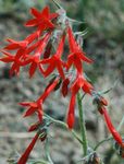 Standing Cypress, Scarlet Gilia