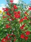 Λουλούδια κήπου Στέκεται Κυπαρίσσι, Οστρακιά Gilia, Ipomopsis κόκκινος φωτογραφία, περιγραφή και καλλιέργεια, φυτοκομεία και χαρακτηριστικά