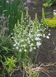 Dārza Ziedi Zvaigzne-Of-Betlēmes, Ornithogalum balts Foto, apraksts un audzēšana, augošs un raksturlielumi