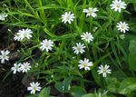 Hage blomster Starwort, Stellaria hvit Bilde, beskrivelse og dyrking, voksende og kjennetegn