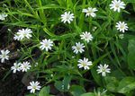 Starwort