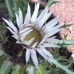 Dārza Ziedi Stemless Vecene, Carlina balts Foto, apraksts un audzēšana, augošs un raksturlielumi