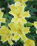 I fiori da giardino Appiccicoso Monkeyflower, Mimulus aurantiacus giallo foto, descrizione e la lavorazione, la coltivazione e caratteristiche