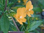 oranžs Zieds Sticky Monkeyflower raksturlielumi un Foto