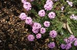 Gradina Flori Stonecress, Aethionema roz fotografie, descriere și cultivare, în creștere și caracteristici