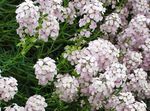 Gartenblumen Stonecress, Aethionema weiß Foto, Beschreibung und Anbau, wächst und Merkmale