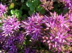 Trädgårdsblommor Fetknopp, Sedum lila Fil, beskrivning och uppodling, odling och egenskaper