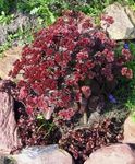 Gartenblumen Mauerpfeffer, Sedum weinig Foto, Beschreibung und Anbau, wächst und Merkmale