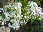 bláthanna gairdín Stonecrop, Sedum bán Photo, Cur síos agus saothrú, ag fás agus saintréithe