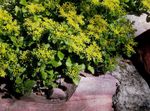 Sodo Gėlės Stonecrop, Sedum geltonas Nuotrauka, aprašymas ir auginimas, augantis ir charakteristikos