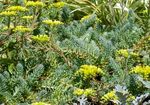 Aias Lilli Kukeharja, Sedum kollane Foto, kirjeldus ja kultiveerimine, kasvav ja omadused