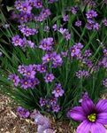 Flores de jardín Stout Hierba De Ojos Azules, Ojos Azules-Grass, Sisyrinchium lila Foto, descripción y cultivo, cultivación y características