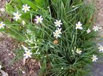 Bahçe Çiçekleri Yiğit Mavi Gözlü Otu, Mavi Göz Otu, Sisyrinchium beyaz fotoğraf, tanım ve yetiştirme, büyüyen ve özellikleri