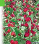 Trädgårdsblommor Strawberry Pinnar, Chenopodium foliosum röd Fil, beskrivning och uppodling, odling och egenskaper