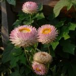 Hage blomster Strawflowers, Papir Daisy, Helichrysum bracteatum rosa Bilde, beskrivelse og dyrking, voksende og kjennetegn
