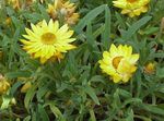 Trädgårdsblommor Strawflowers, Papper Daisy, Helichrysum bracteatum gul Fil, beskrivning och uppodling, odling och egenskaper