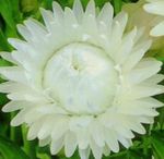 Puutarhakukat Strawflowers, Paperi Päivänkakkara, Helichrysum bracteatum valkoinen kuva, tuntomerkit ja muokkaus, viljely ja ominaisuudet