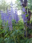 Zahradní květiny Streamside Lupina, Lupinus modrý fotografie, popis a kultivace, pěstování a charakteristiky