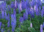 Záhradné kvety Streamside Lupina, Lupinus modrá fotografie, popis a pestovanie, pestovanie a vlastnosti
