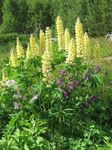 Zahradní květiny Streamside Lupina, Lupinus žlutý fotografie, popis a kultivace, pěstování a charakteristiky
